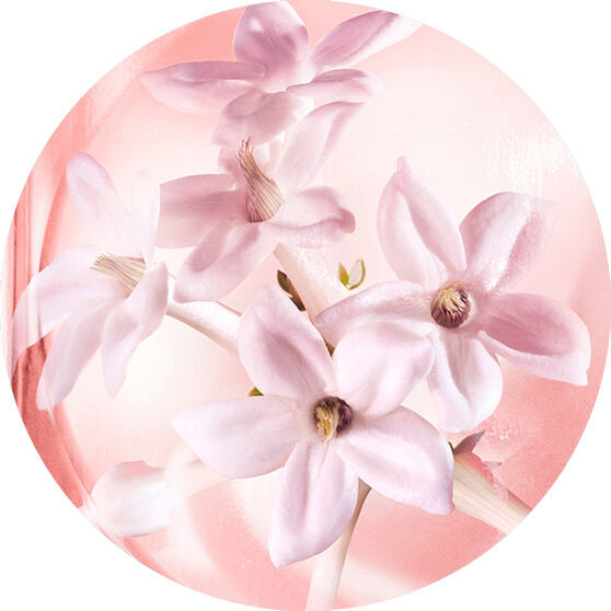 JASMIN-ABSOLUE