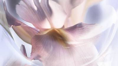 EDLE IRIS PALLIDA