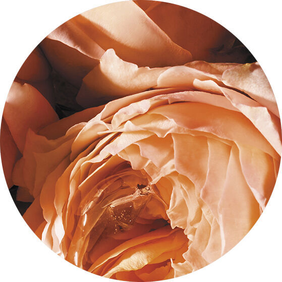 EINE SINNLICHE ROSE