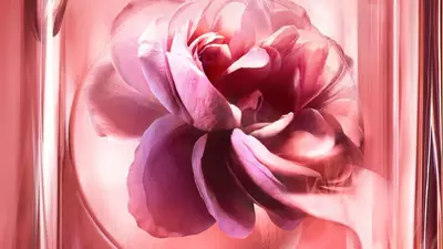Damaszener Rose