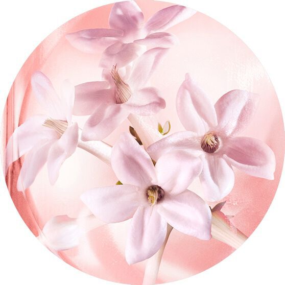 JASMIN-ABSOLUE
