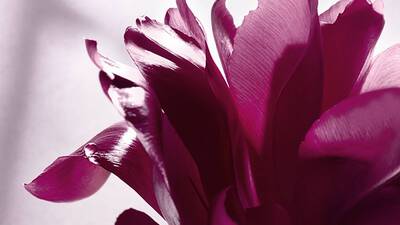 HERZ AUS ROSENESSENZ
