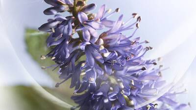 STRAHLENDES PATCHOULI