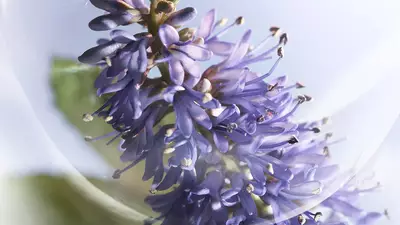 STRAHLENDES PATCHOULI