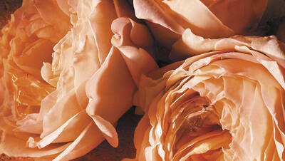 EINE SINNLICHE ROSE