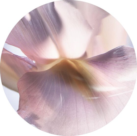 EDLE IRIS-PALLIDA
