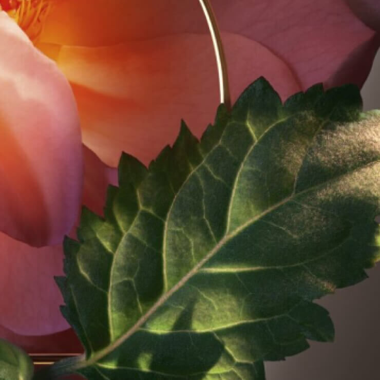 Eine rosa Blute mit grunen Blattern, die in sanftem Licht leuchtet und eine harmonische, naturliche Atmosphare vermittelt.