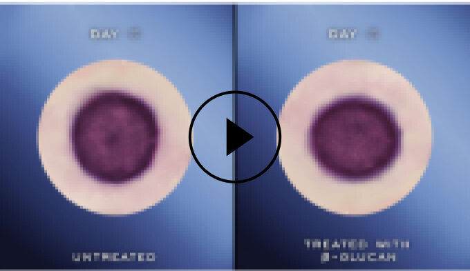 Alt-Text: Eine bildliche Gegenuberstellung von Tag 0: links unbehandelt, rechts behandelt mit B-Ouch. Beide zeigen eine kreisformige Struktur mit einem zentralen Punkt.