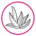Icon von einer Aloe-Vera-Pflanze.