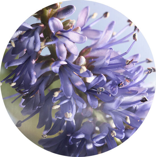 SINNLICHER PATSCHULI