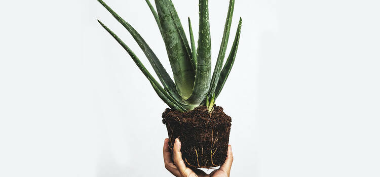 Hand halt eine Aloe Vera Pflanze mit Erde hoch