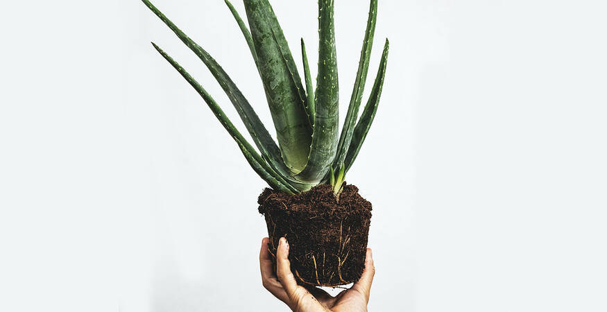 Aloe Vera