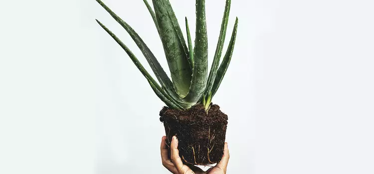 Hand halt eine Aloe Vera Pflanze mit Erde hoch
