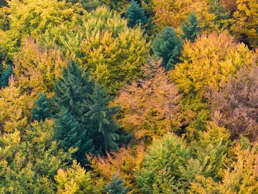 Ein Wald in herbstlichen Farben aus der Vogelperspektive