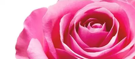 Eine rosa Rose mit weichem, geschwungenem Blutenblatt auf weißem Hintergrund.