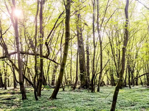 Ein lichtdurchfluteter Wald mit grun bedecktem Boden