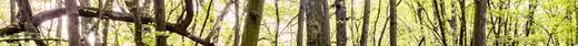 Ein lichtdurchfluteter Wald mit grun bedecktem Boden