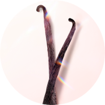 Zwei geschwungene Vanilleschoten vor einem hellen Hintergrund, die die naturliche Textur und Farbe der Schoten zeigen.