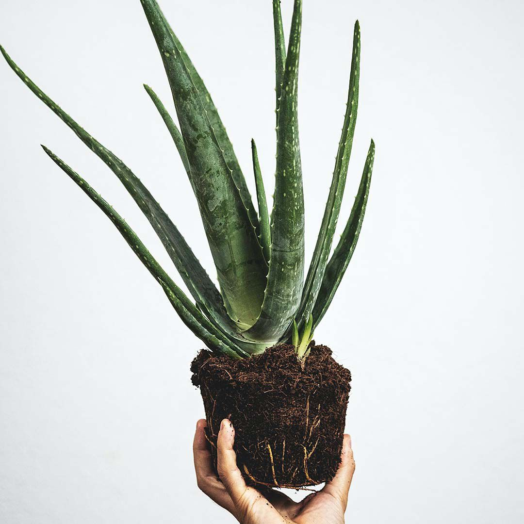 Hand halt Aloe Vera Pflanze mit Erde hoch