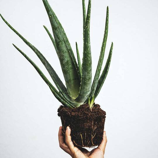Hand halt Aloe Vera Pflanze mit Erde hoch