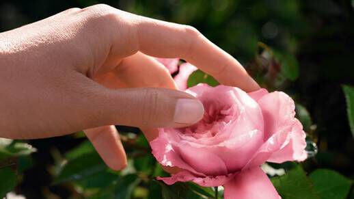 Eine Hand beruhrt eine Rose