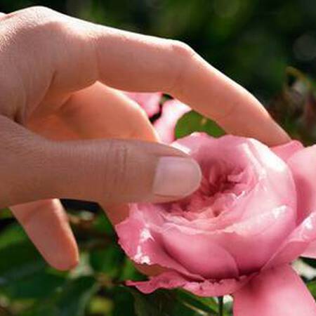 Eine Hand beruhrt eine Rose