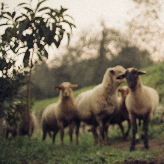 Schafe auf der Weide 