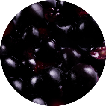 Dunkle, glanzende Heidelbeeren in einem tiefen Hintergrund, frisch und saftig, nah aufgenommen.