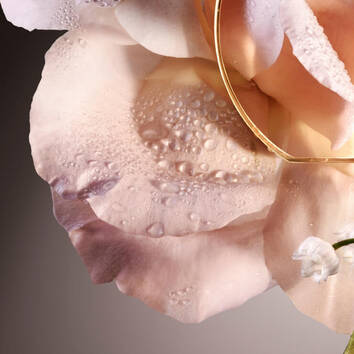 Eine zarte Rosenblute mit Wassertropfen, umrahmt von einem goldenen Ring. Eleganz und Frische vereint.