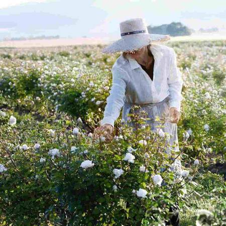 Bild einer Rosenpfluckenden Frau