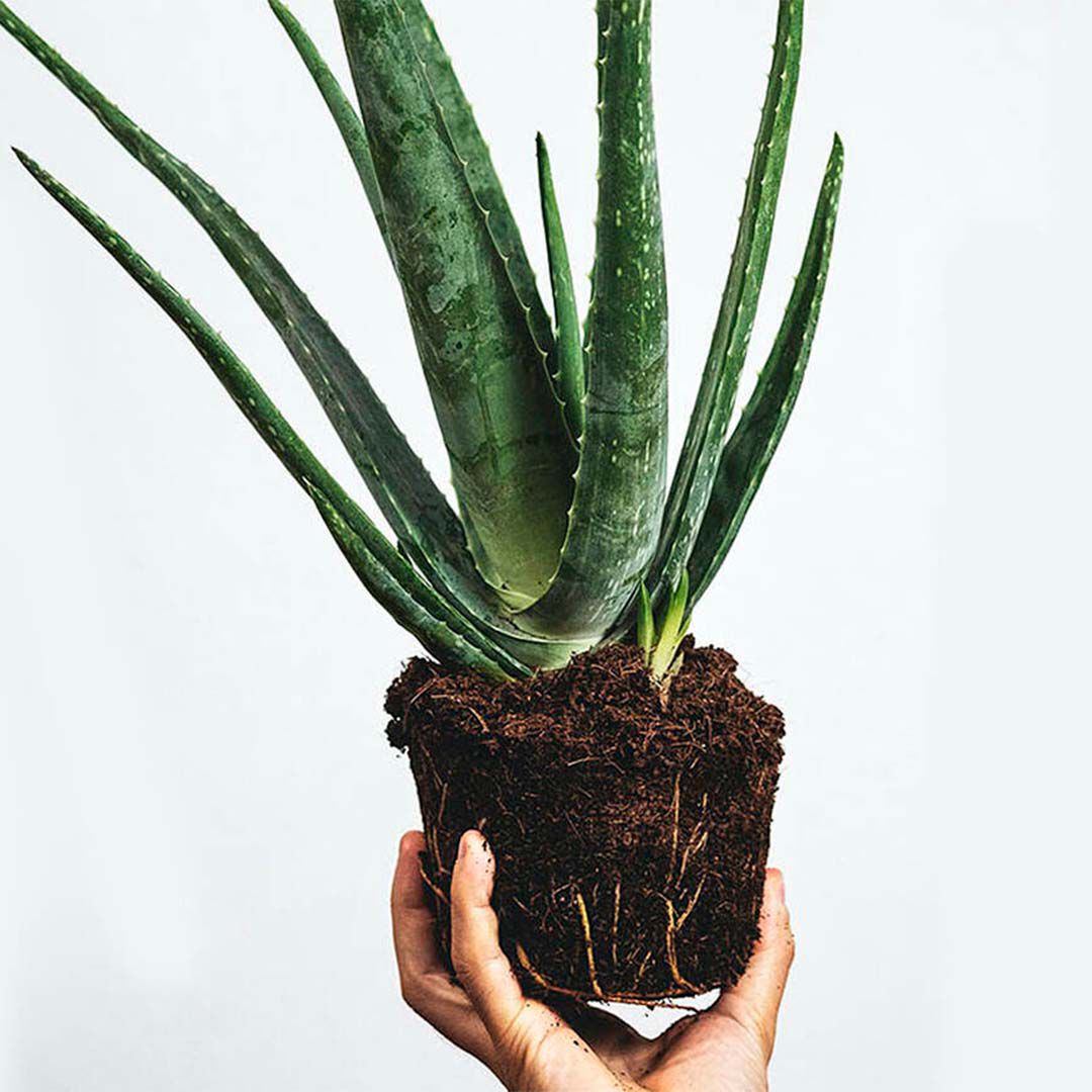 Hand halt Aloe Vera Pflanze mit freiliegenden Wurzeln.