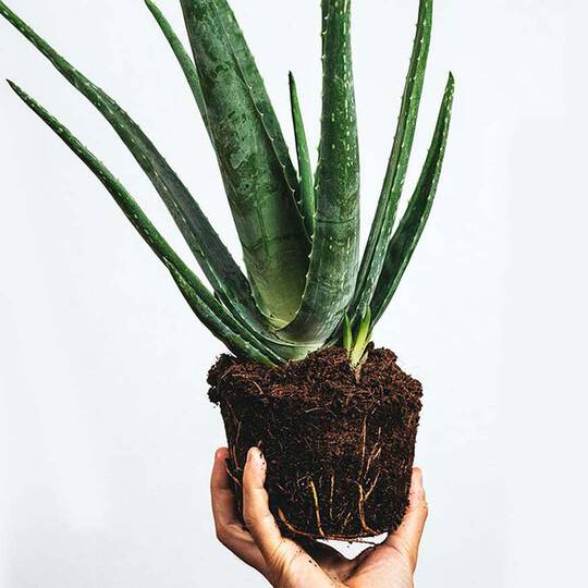 Hand halt Aloe Vera Pflanze mit freiliegenden Wurzeln.
