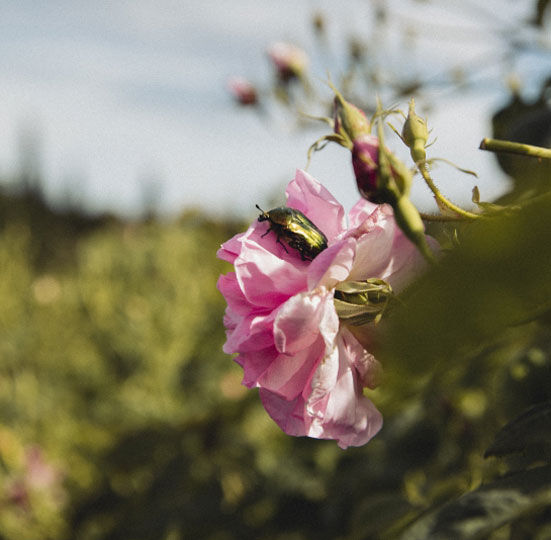 Kafer auf Rosenblute