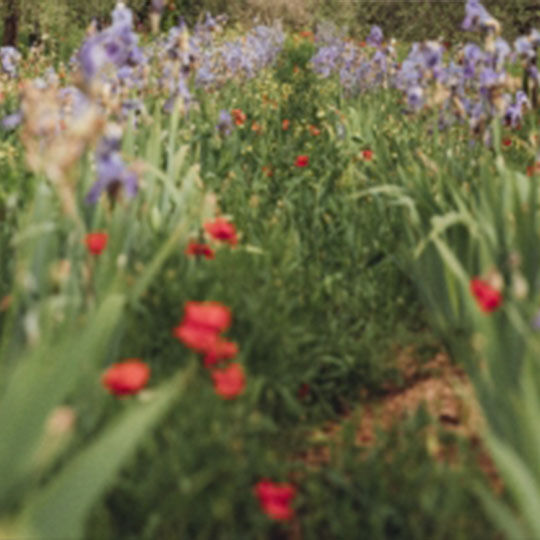 Biologisch vielfaltige Bluhwiese 