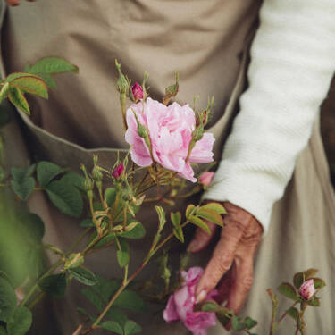 Bio Centifolia-Rose
