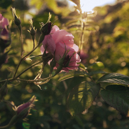 Franzosische Centitolia-Rose