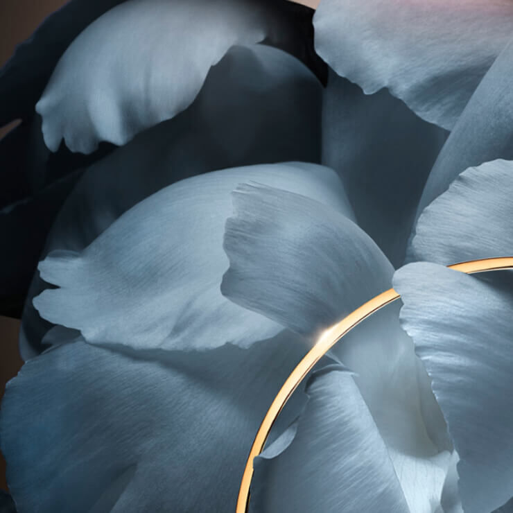 Blaugrune Blutenblatter mit einem goldenen Ring, der sanft auf einer Blute liegt und Eleganz ausstrahlt.