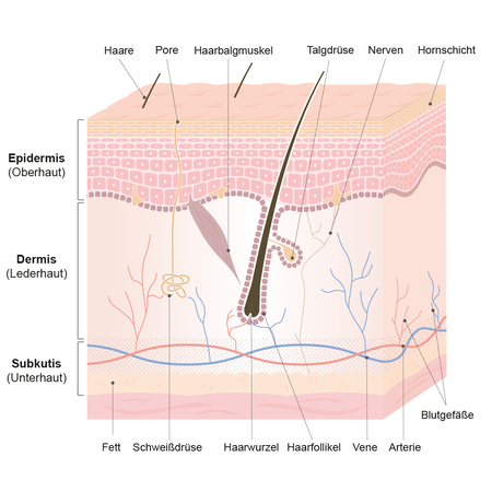 Aufbau der Haut: Die einzelnen Hautschichten Epidermis, Dermis und Subkutis im Uberblick