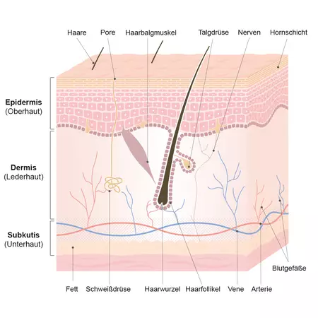 Aufbau der Haut: Die einzelnen Hautschichten Epidermis, Dermis und Subkutis im Uberblick