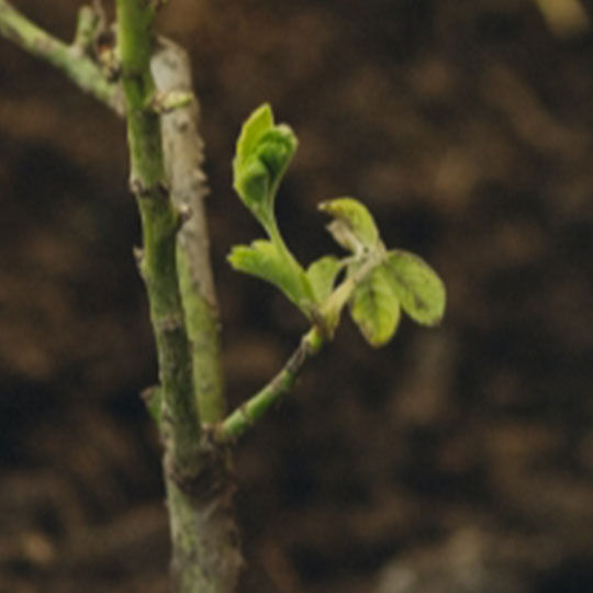 Zero Waste beim Rosenstrauch