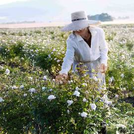 Frau in weißer Kleidung pfluckt Rosen