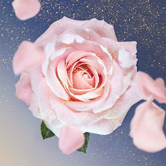Inhaltsstoff Rose 