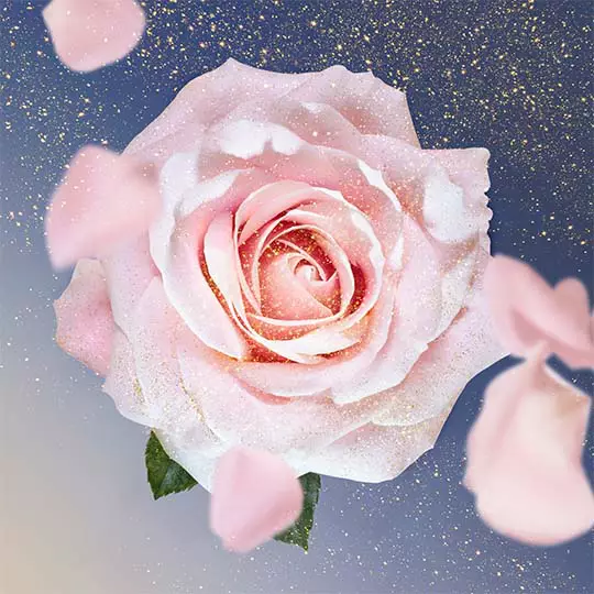 Inhaltsstoff Rose