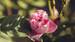 Eine Rose mit einem Marienkafer