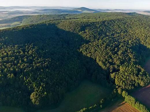 Ein gruner Wald aus der Vogelperspektive