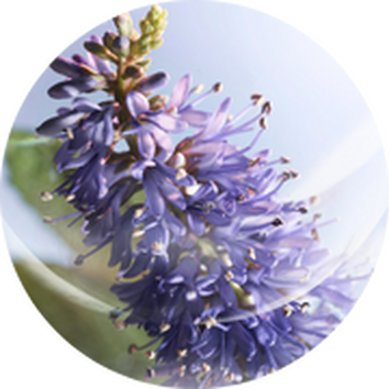 La vie est belle Flakon neben Vanilleschoten