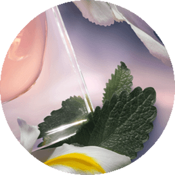 La vie est belle Flakon neben Patschuli Blatt