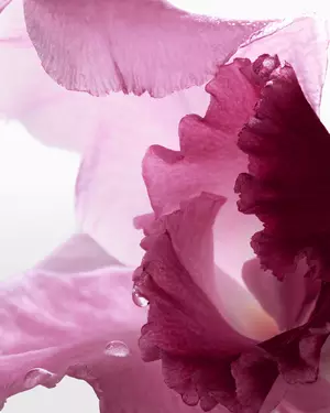 Symbolbild fur blumige Dufte von Lancome