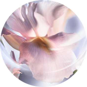 La vie est belle Flakon neben Patschuli Blatt