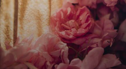 Eine Nahaufnahme von rosa Bluten, die sanft von einem goldenen Stoff hinterleuchtet werden.